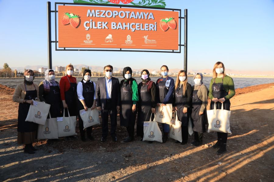 Kızıltepe’de Kaymakamın eşinin öncülüğünde kadınlar 100 bin çilek fidesi toprak buluşturdu 