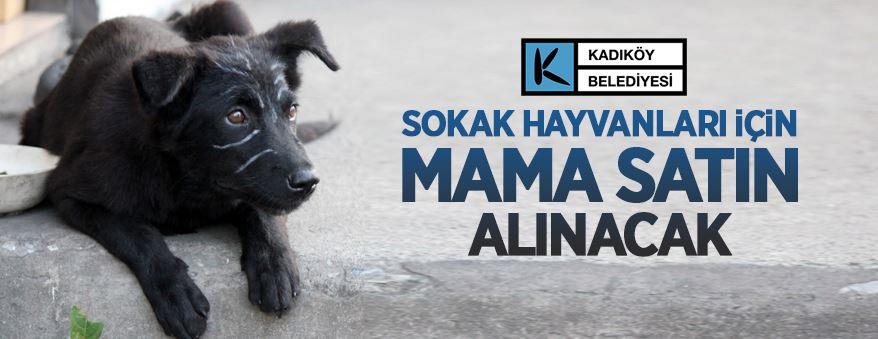 Sokak hayvanları için kedi ve köpek maması alımı yapılacak