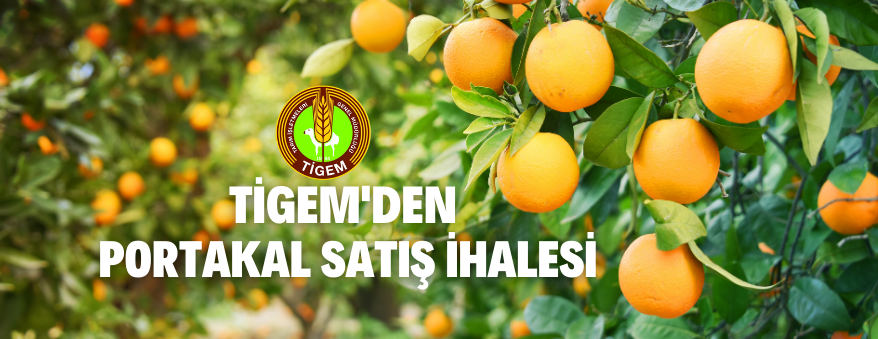 Portakal Satış İhalesi