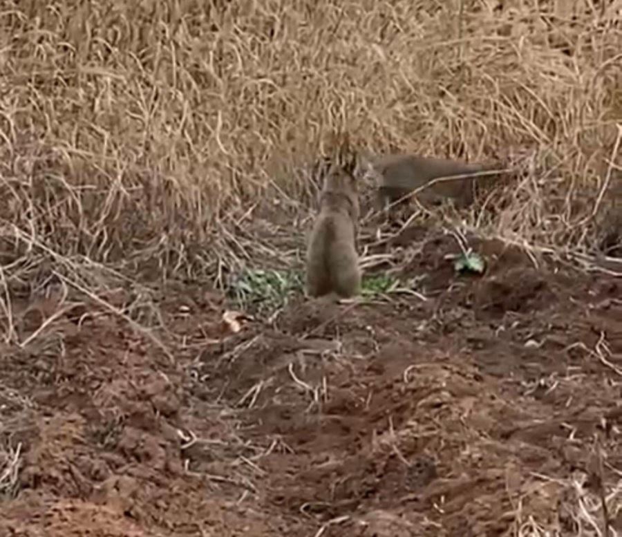 Mardin’de yaban kedisi görüldü