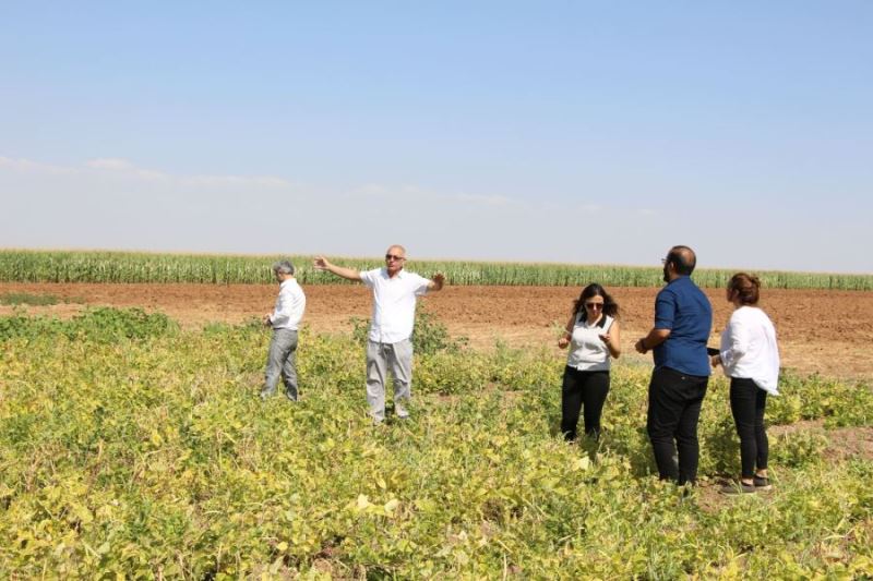 Çörek otu ekti, elektrik gideri yüzde 70 azaldı
