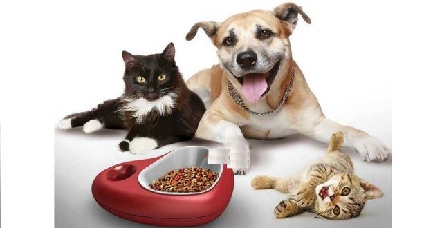 Kedi ve köpek maması alınacaktır