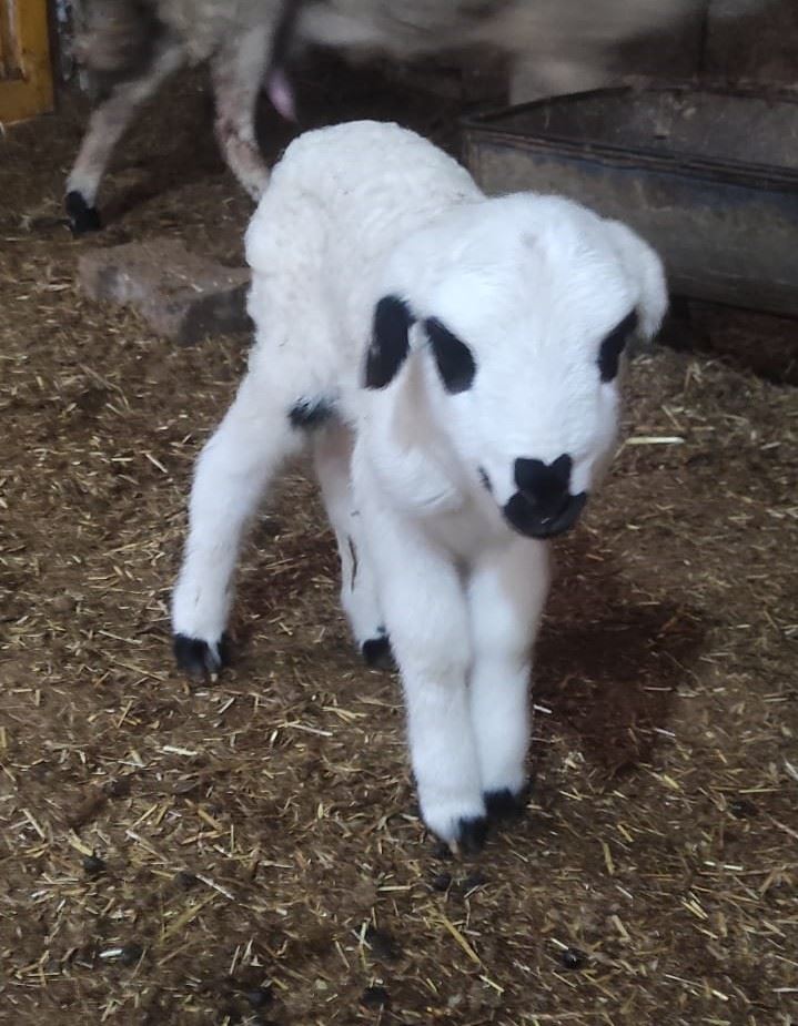 Mardin’de kuzudaki kalp figürü şaşırtıyor