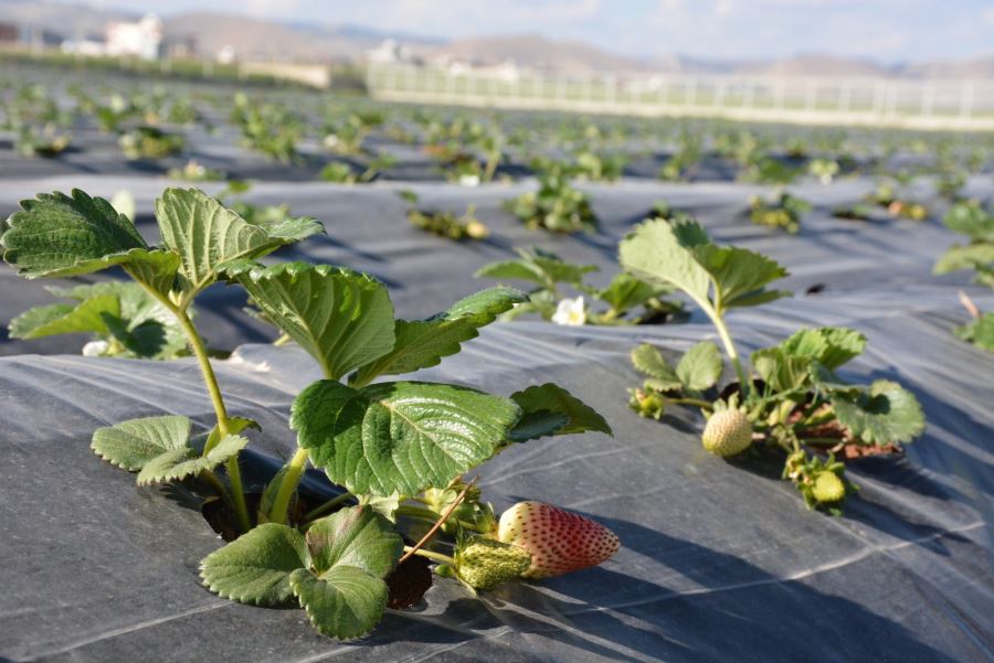 Kızıltepe’nin çilekleri hasat için gün sayıyor