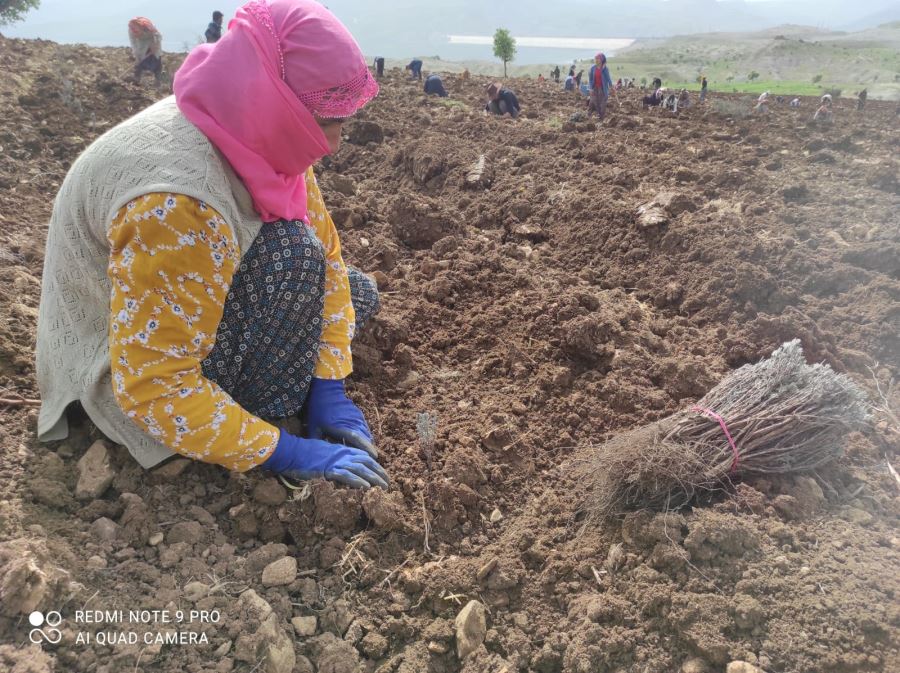 Dargeçit’te lavanta ekimi