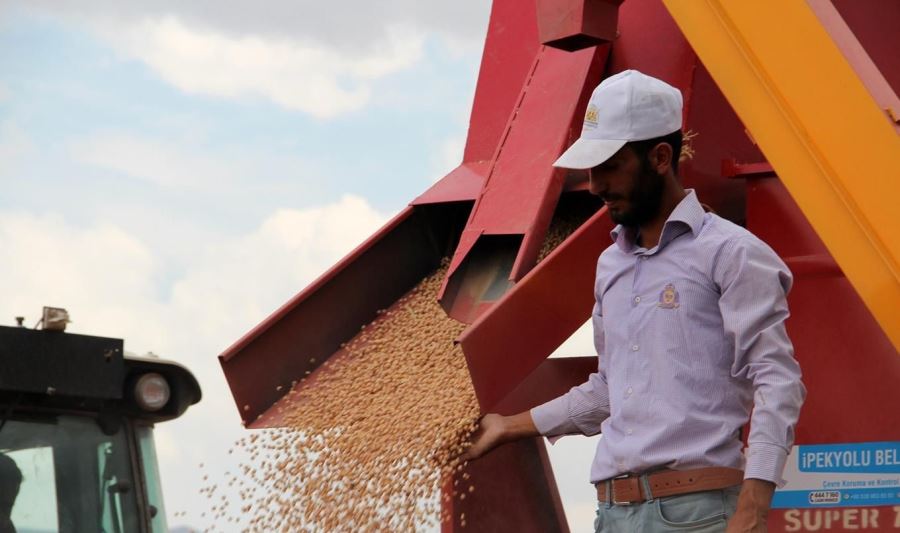 Mardin’de 2021 sezonun ilk mercimek hasadı kuraklık gölgesinde yapıldı