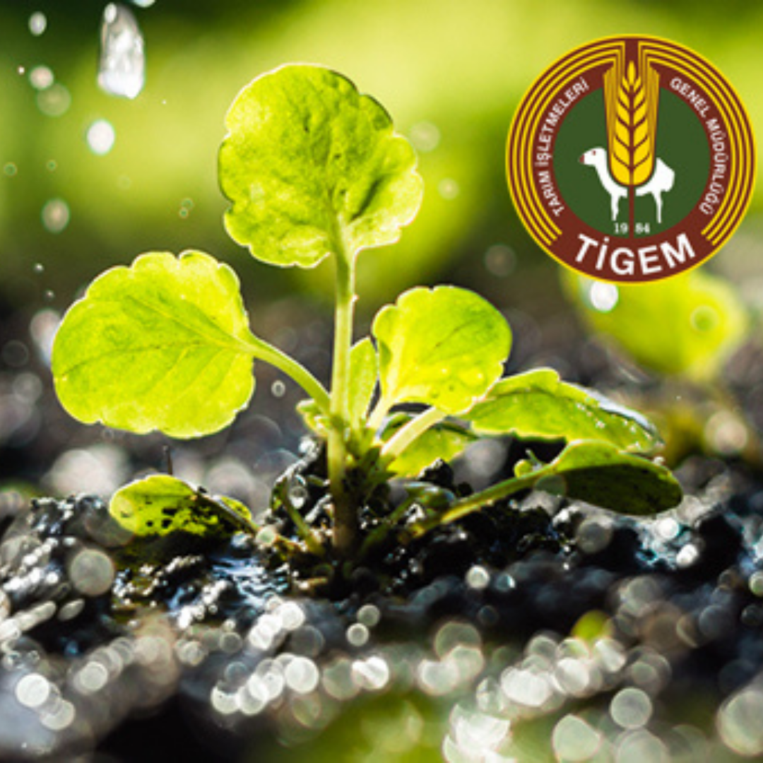 Boztepe Tarım İşletme Müdürlüğü üretim tesislerini 5 yıllığına kiraya veriliyor