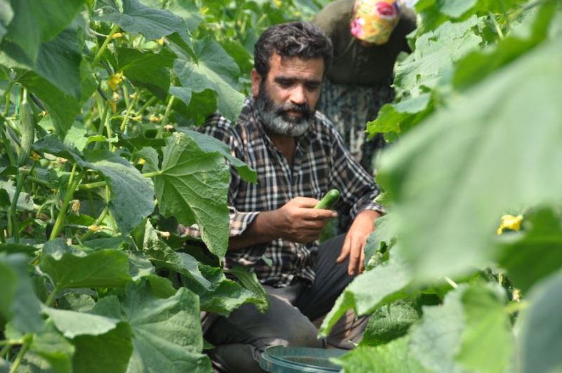 Kızıltepeli çiftçi Ramazan Bayramı’nda da tarlada