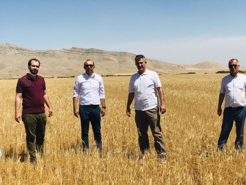 Derik Ziraat Odasından kuraklık raporu