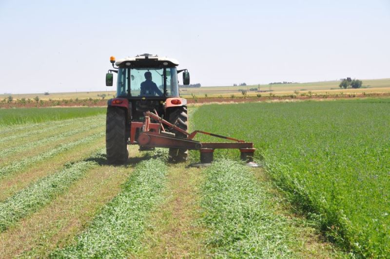 Buğday ve mısır yerine yonca eken çiftçinin yüzü güldü
