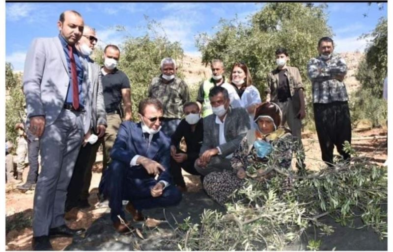 Derik’te hedef 1 milyon zeytin ağacı