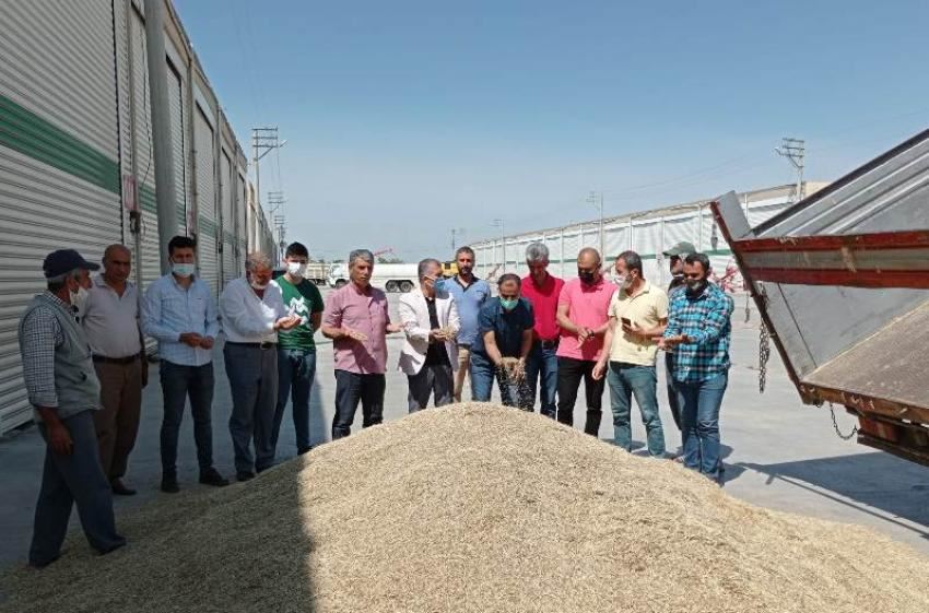 Mardin’de kuraklık nedeniyle arpa hasadı yüzde 70 verim kaybıyla başladı