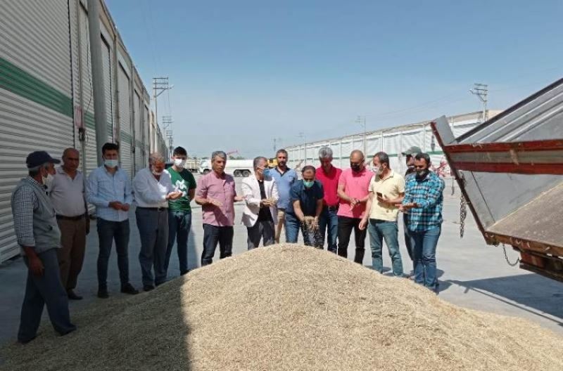 Mardin’de kuraklık nedeniyle arpa hasadı yüzde 70 verim kaybıyla başladı