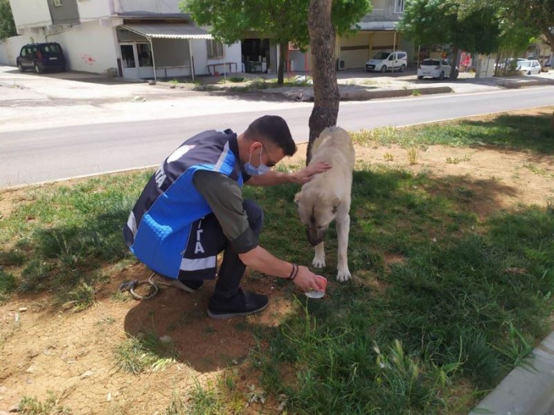 Derik Belediyesinden tam kapanmada can dostlarımıza mama desteği