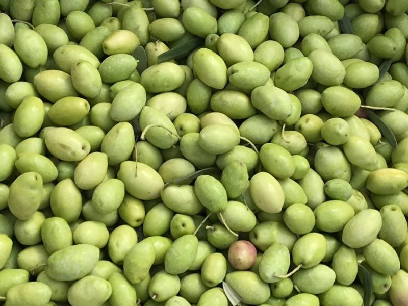 MAÜ, Mardin’in Ödül Alan Zeytinlerini Çalıştayda Ele Alacak