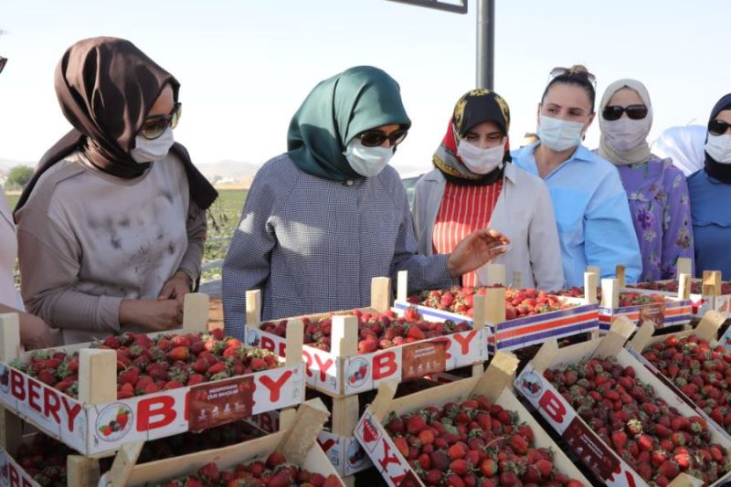 Kızıltepe üreten kadınların çilek hasat şöleni yapıldı