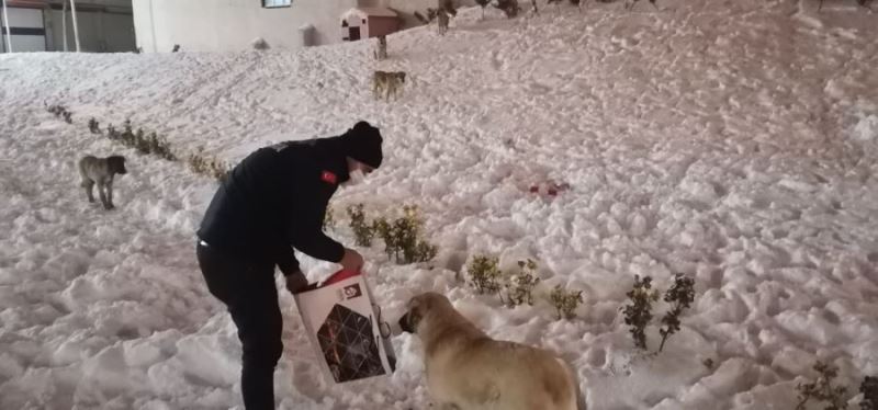 Derik Belediyesi can dostları unutmadı