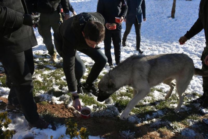 Kaymakam Çakır,  dondurucu soğuklarda elleriyle sokak hayvanlarını besledi