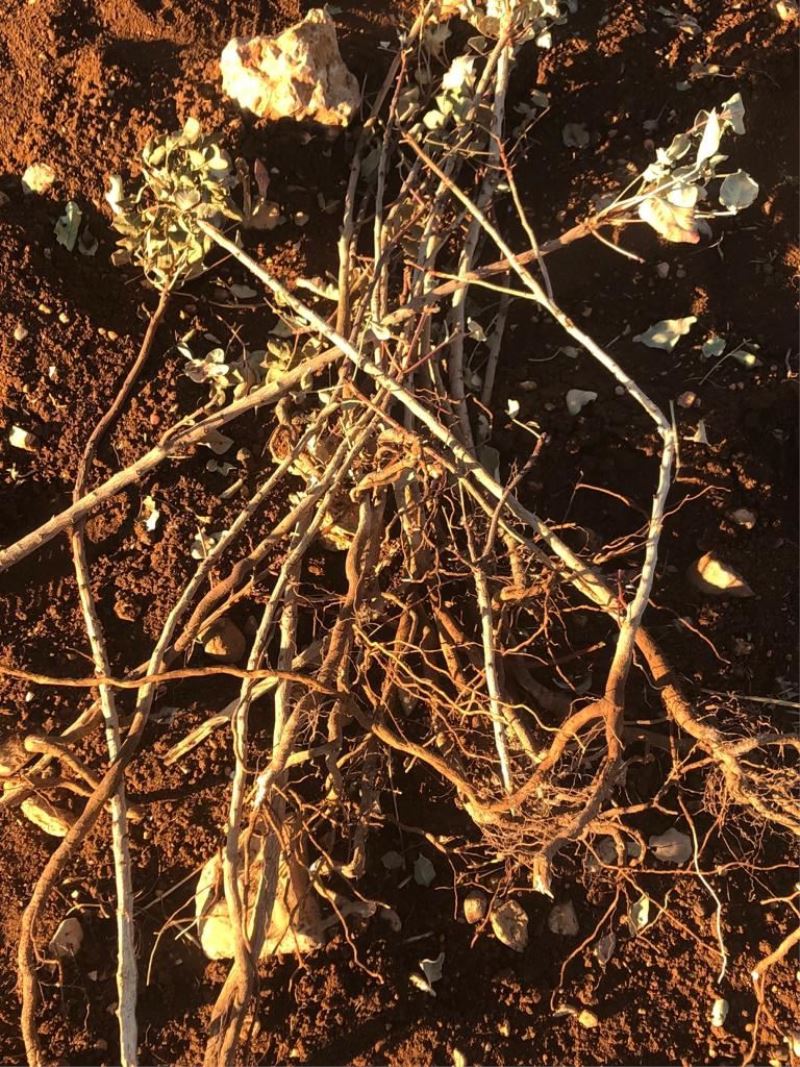 Kızıltepe’de 800 fıstık fidanını kökünden kaldırıp tahrip ettiler