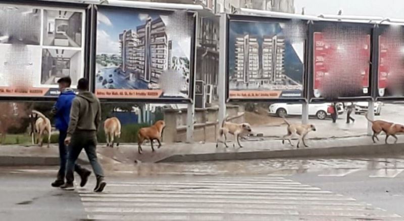 Başıboş dolaşan köpekler vatandaşı tedirgin ediyor