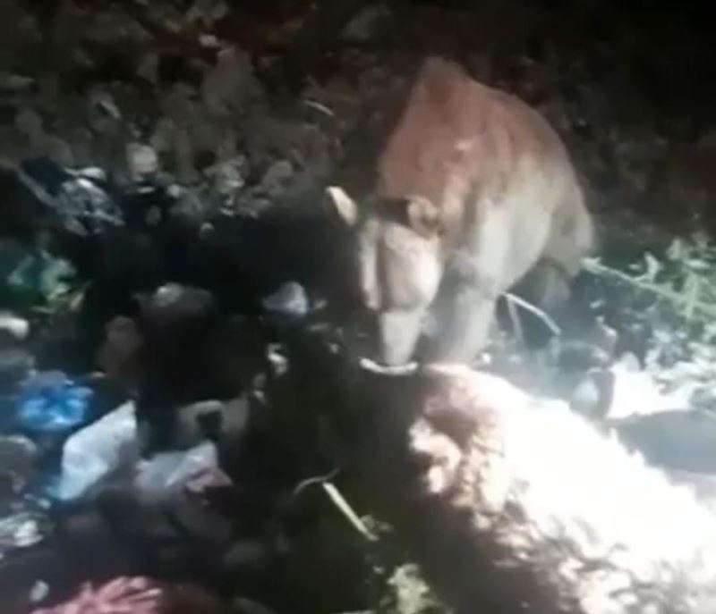 Mardin’de aç kalan 2 ayı köye indi