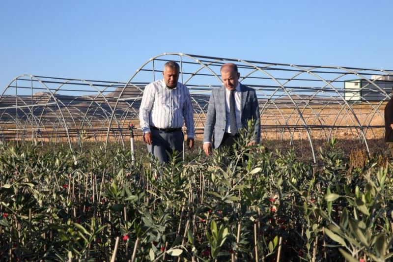 700 bin bıttım ve 200 bin Derik Halhal zeytin fidanı üretimi gerçekleştirildi