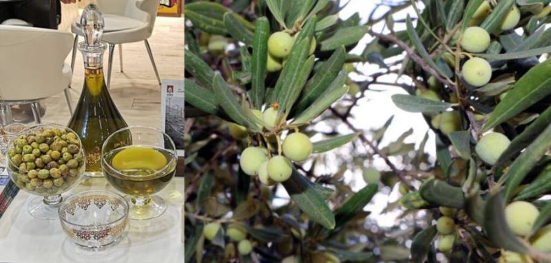 “Derik Halhalı Zeytinyağı” Coğrafi işaret olarak tescillendi