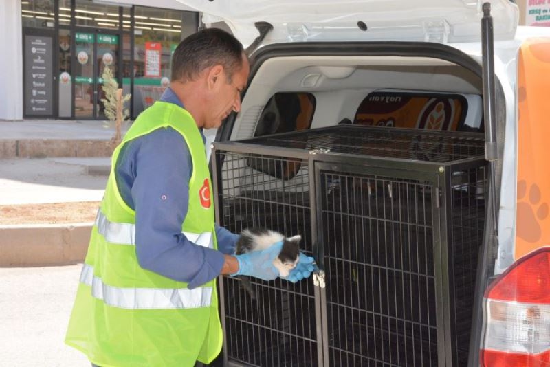 Hayvan ambulansı yaralı kediye anında müdahale etti 