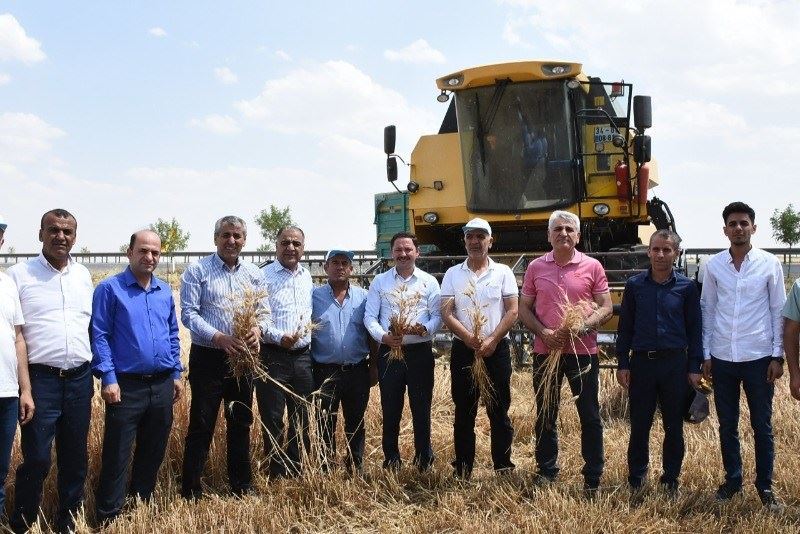Kaymakam Kayabaşı buğday hasadına katıldı