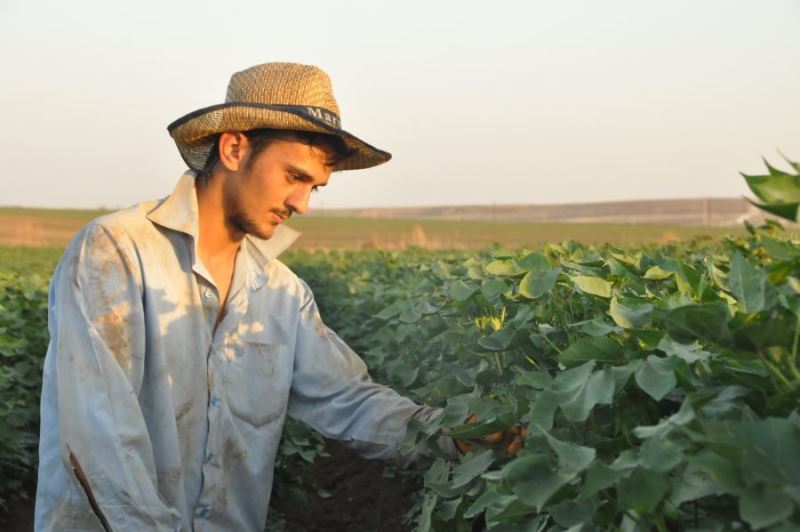Üniversiteli tarım işçisi Kurban Bayramı’nı tarlada geçirdi