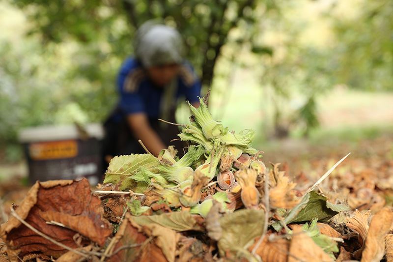 Mardinli üniversite öğrencisi eğitim masrafını fındık bahçesinde çıkarıyor