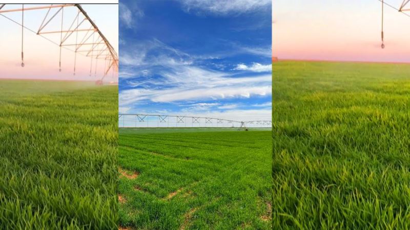 Mardinli iş insanı Cezayir