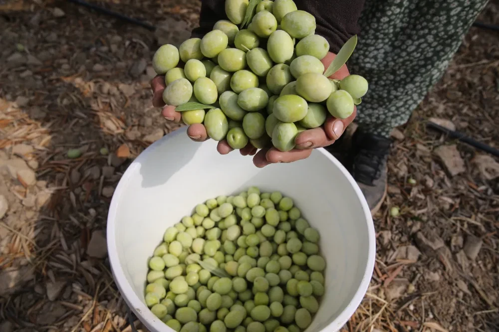 Deyrulzafaran Manastırı
