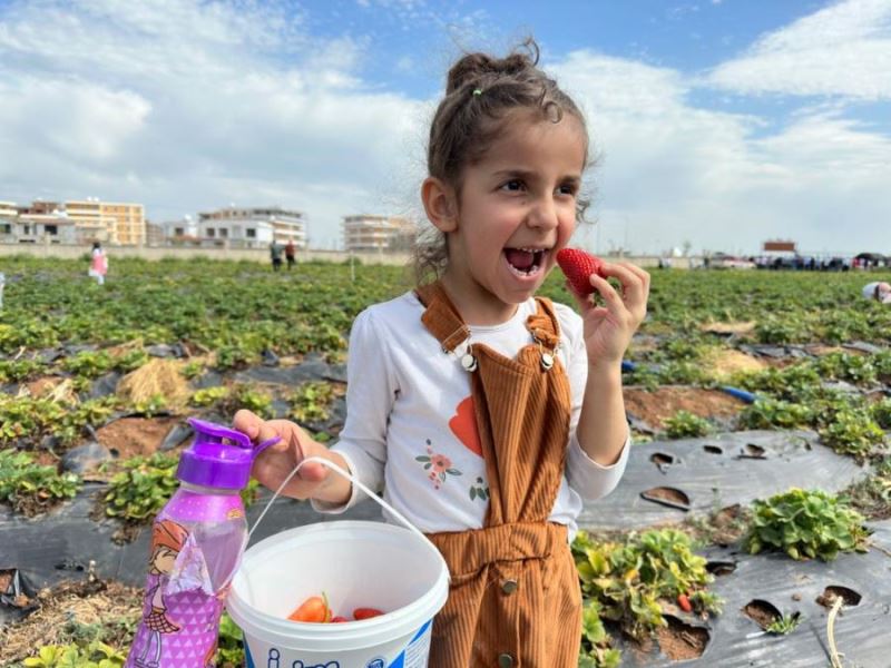 Kızıltepe’de 2. Sezon Çilek hasadı başladı
