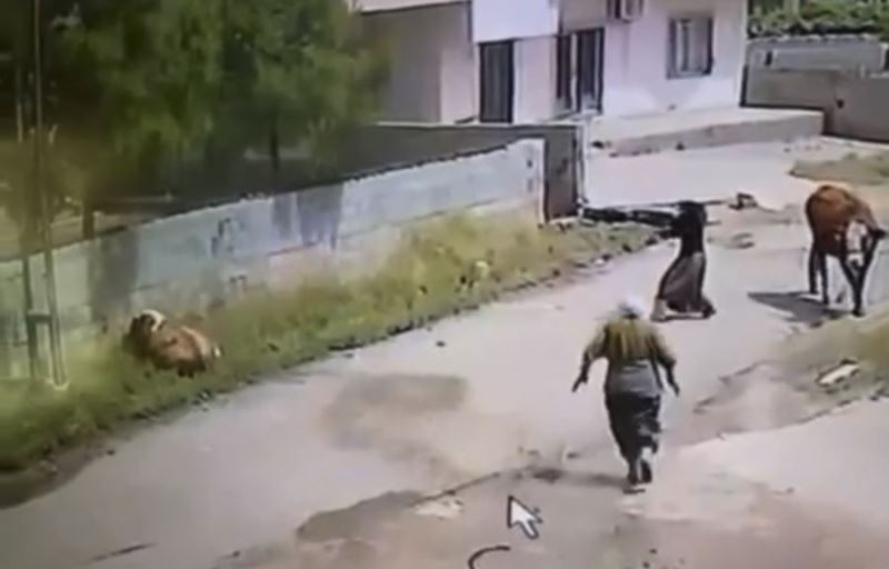 Kızıltepe’de elektrik akımına kapılan inek telef oldu