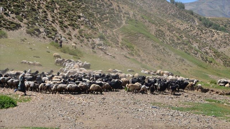 Kçükbaş hayvan sütünden ekonomiye yılda 500 milyon lira katkı