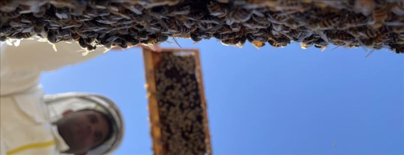 Yüksek sıcaklık  bal üretimini olumsuz etkiledi
