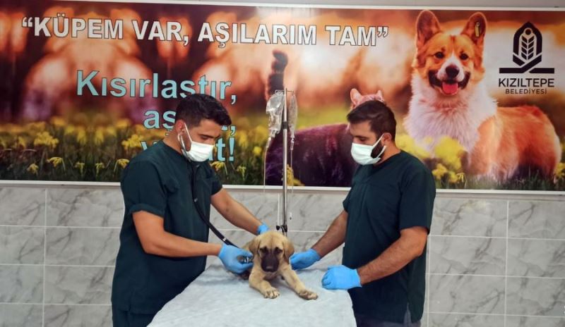 İşkence Gören Yavru Köpek Tedavi Altına Alındı