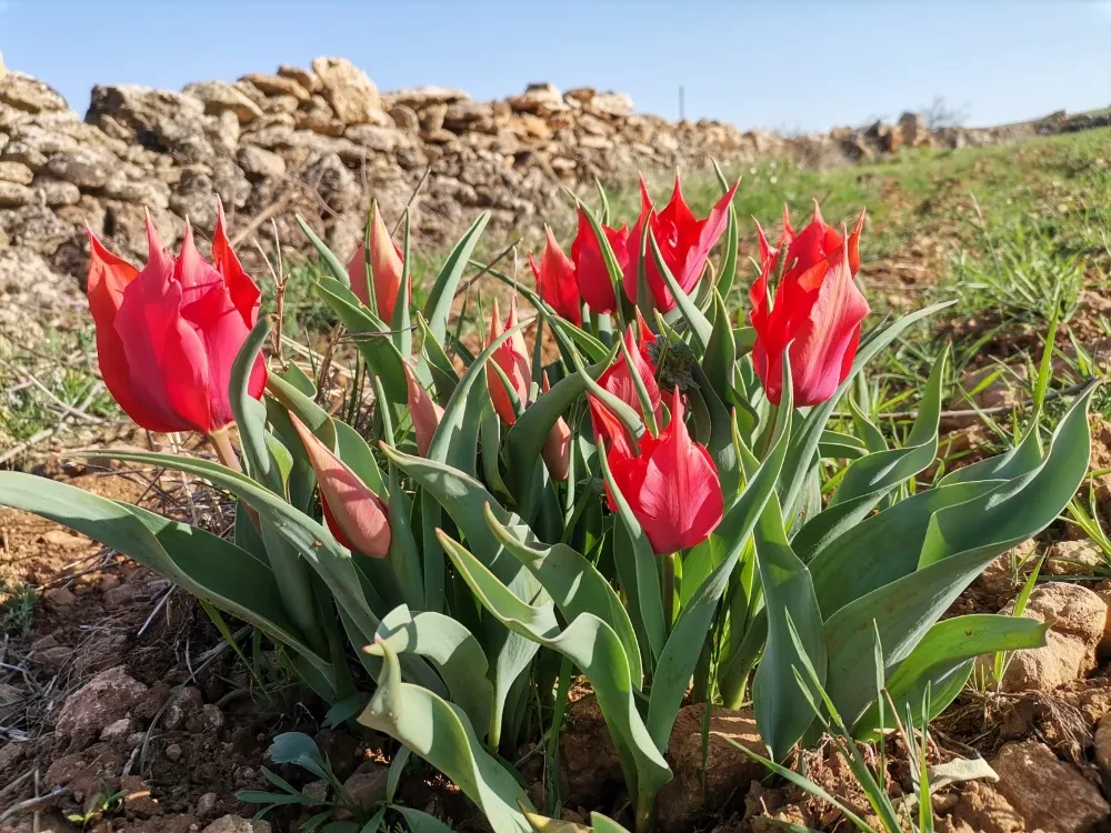 Prof. Dr. Akan: Mardin İlinin Bitkilerini Bilimsel Makalelerle bilim dünyasına tanıttı