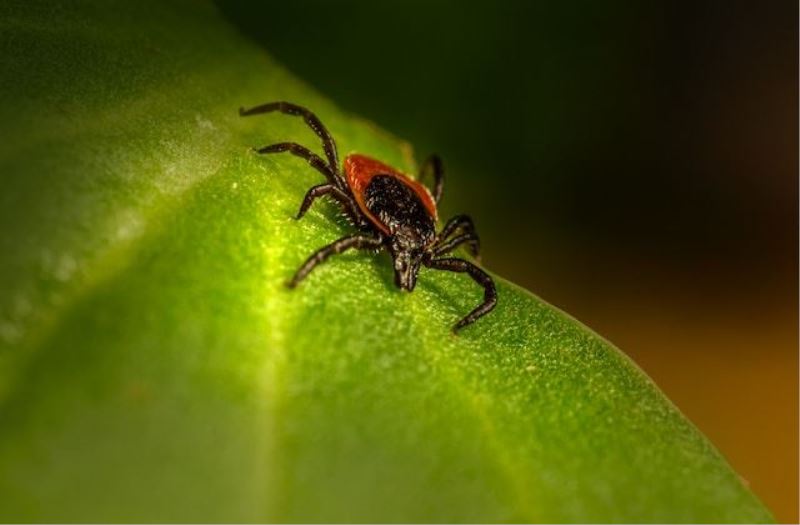 Lyme Hastalığı Nedir, Lyme Hastalığı Neden Olur?