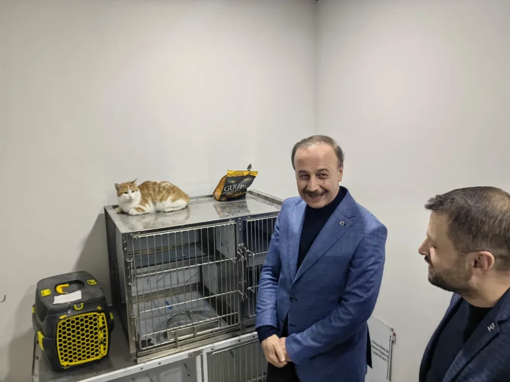 SAKATLANAN KEDİ MARDİN BÜYÜKŞEHİR BELEDİYE BAŞKAN ADAYI ABDULLAH ERİN SAYESİNDE YAŞAMA TUTUNDU