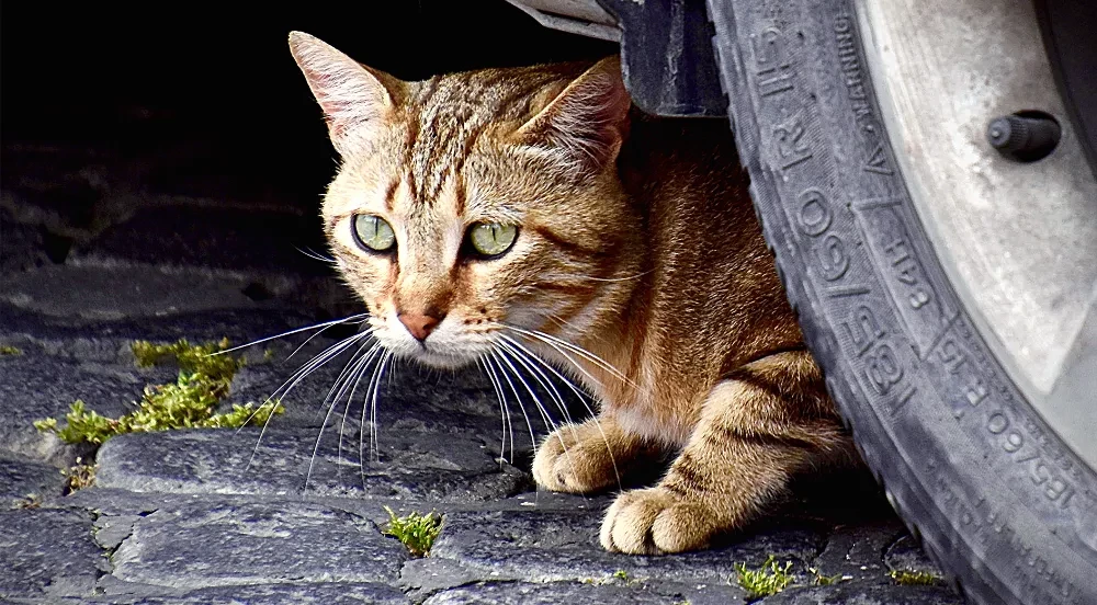Mardin’de kediye çarpan sürücüye işlem yapıldı