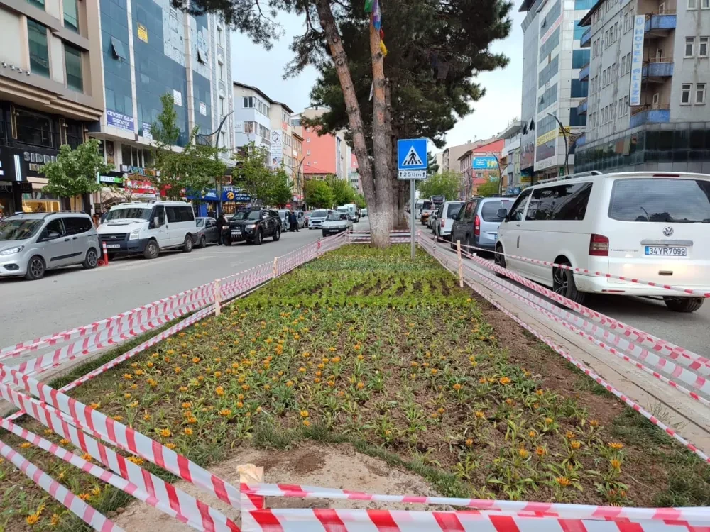 Belediyemizin Yetiştirdiği Çiçekler Tatvan’ı Süsledi