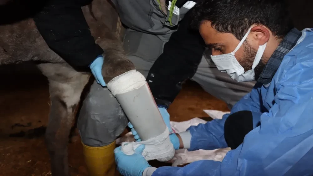 Midyat’ta ayağı kırılan eşeğe protez takıldı