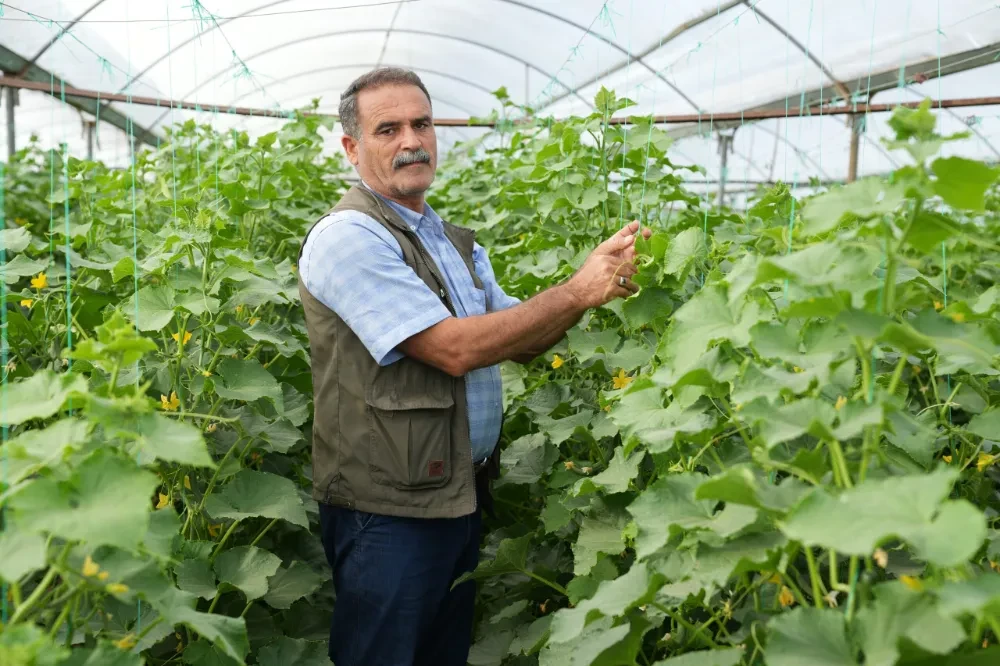 Verim Yüksek, Kazanç Düşük