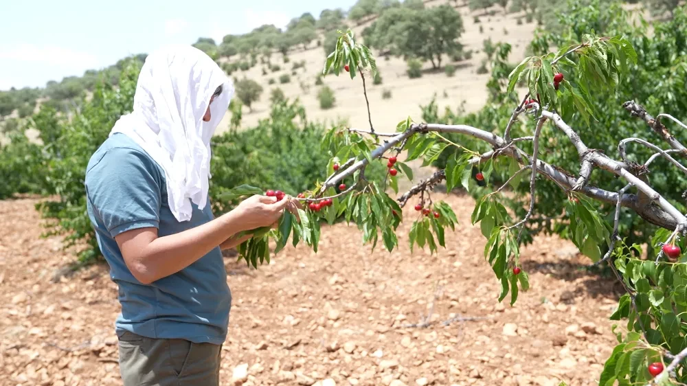 Kiraz hasadı sürüyor